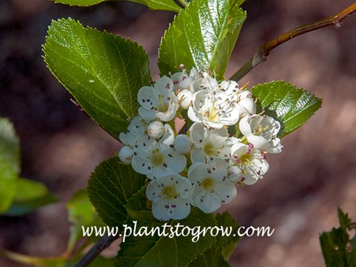 Plumleaf Hawthorn (Crataegus persimilis) 
The typical dome shaped inflorescence of a Plumleaf Hawthorn. Notice how the leaves are very glossy